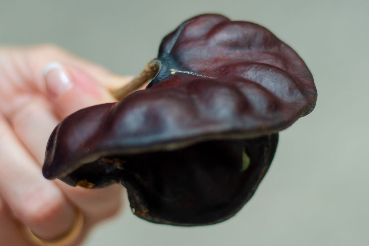 Guanacaste Seed Pod | Guanacaste Airport Tours