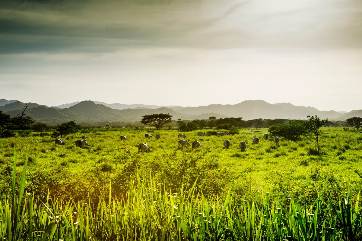 Guanacaste Pastures | Guanacaste Airport Tours