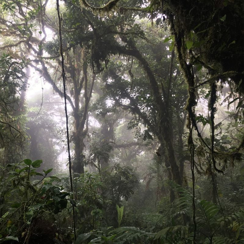 Monteverde Cloud Forest | Guanacaste Airport Tours